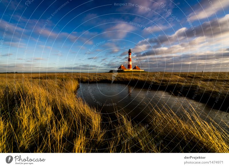 Perfekter Winternachmittag in Westerhever Ferien & Urlaub & Reisen Tourismus Ausflug Ferne Freiheit wandern Umwelt Natur Landschaft Pflanze Tier Schönes Wetter