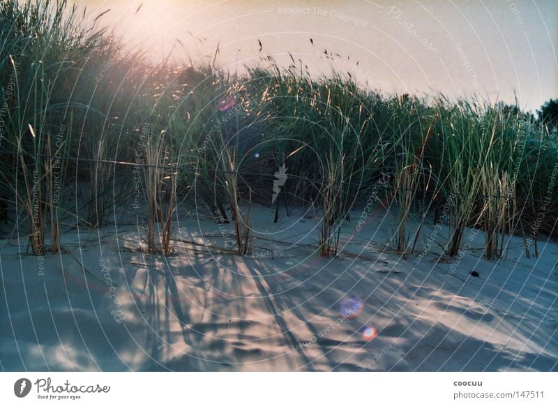 Strand Ostsee Meer Sonne Schilfrohr Stranddüne Düne Sonnenuntergang Sonnenblende Romantik Einsamkeit geheimnisvoll träumen Norden nordisch Nordsee Sommer