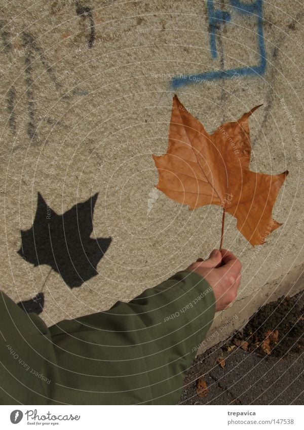 blatt Herbst Zauberstab Schatten spielen Pflanze Blatt Schulklasse Arme herbstlich Schauspieler Schattentheater Hand Straße Jahreszeit oktober spazieren Stadt