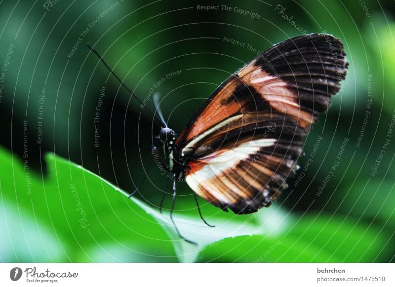 einfach nur schmetterling Natur Pflanze Tier Frühling Sommer Baum Sträucher Blatt Garten Park Wiese Wildtier Schmetterling Flügel 1 beobachten Erholung fliegen