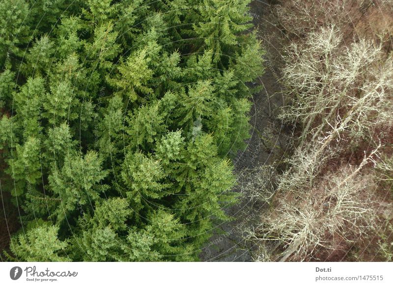 Tannenbaumgrenze Natur Landschaft Pflanze Wasser Baum Wald Bach Fluss hoch grün Höhenangst Nadelbaum Grenze zweiteilig Vogelperspektive Waldsterben Farbfoto