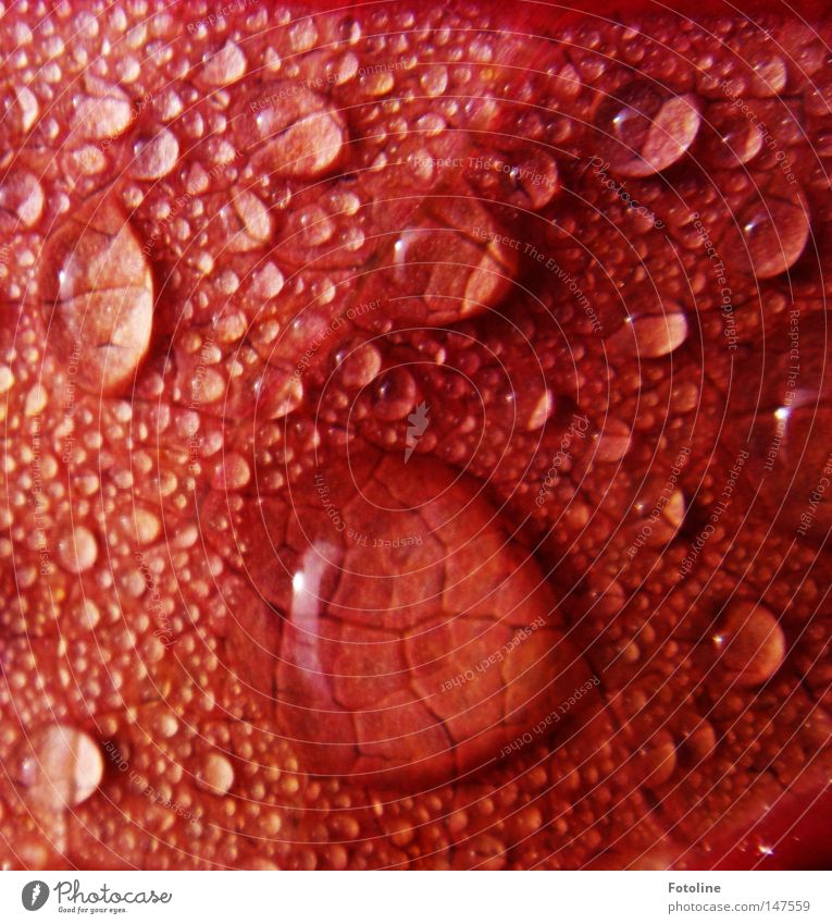 Herbstblatt Wasser Wassertropfen Tropfen Blatt Gefäße Farbe rot glänzend kalt frisch Baum Geäst Zweige u. Äste Tröpfchen