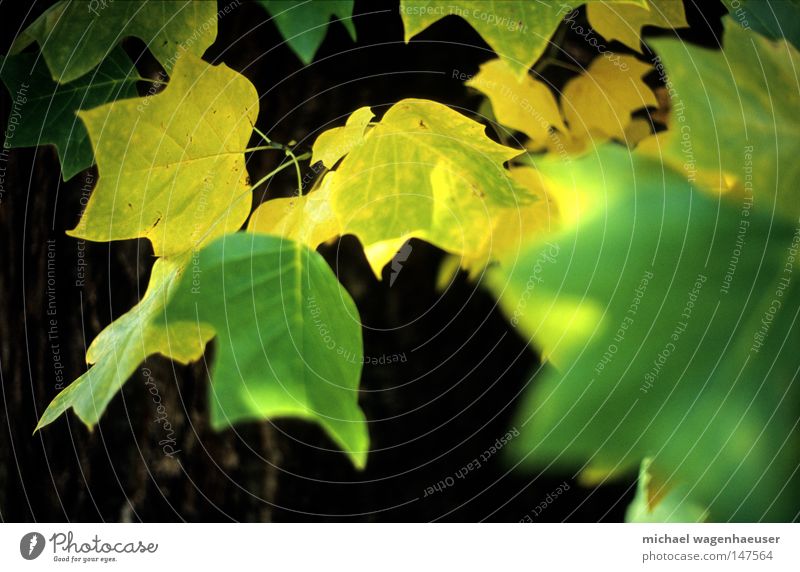 Herbstblätter #1 Blatt Baum grün gelb Baumstamm Natur Unschärfe Geäst Zweige u. Äste Summilux herbstlich