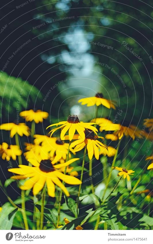 Endspurt. Umwelt Natur Pflanze Sommer Schönes Wetter Blume Blüte Sonnenhut Garten Blühend gelb grün Farbfoto Außenaufnahme Menschenleer Tag