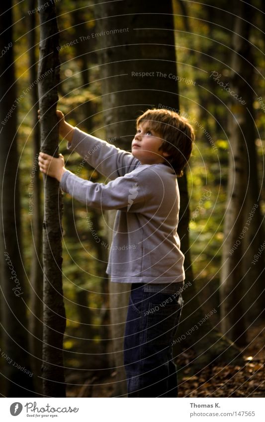 Bruder Baum Wald Geäst Zweige u. Äste Baumrinde wackeln schütteln Blatt Herbst Spaziergang Kind Junge Schüler Schulkind Freude Gebet rütteln Lichtschein