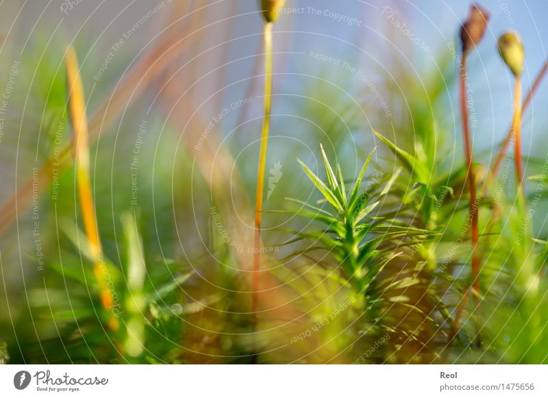 Moosdickicht Umwelt Natur Pflanze Erde Schönes Wetter Grünpflanze Boden Waldboden hell grün Frauenhaarmoos Unschärfe Sporenpflanze Farbfoto Gedeckte Farben