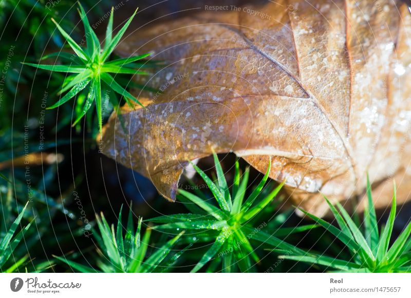 Blatt im Moos Umwelt Natur Pflanze Erde Sonne Sommer Schönes Wetter Baum Grünpflanze Waldboden Blattadern hell braun grün vertrocknet klein winzig stachelig