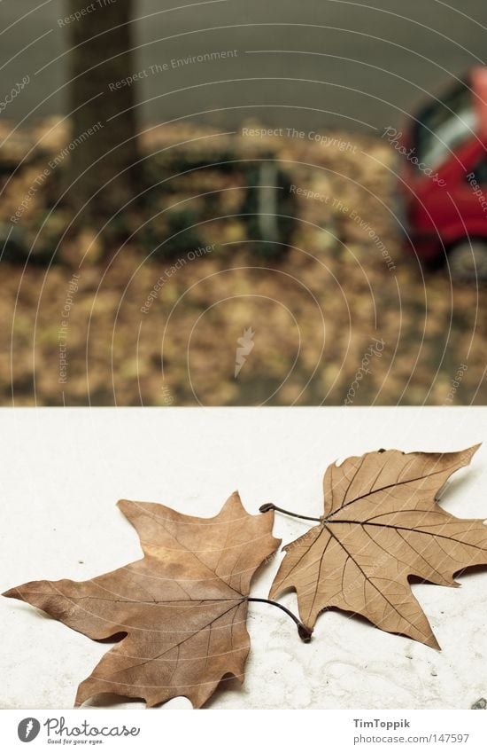 Fenster zum Herbst Fensterbrett Blatt KFZ PKW Straße Baum Blick Jahreszeiten Natur Straßenverkehr Baumstamm Bürgersteig parken Parkplatz Häusliches Leben