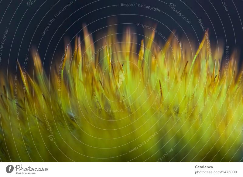Moos II Umwelt Natur Pflanze Klima Wald Blühend Wachstum nass blau braun gelb gold grün orange zerfall Vergänglichkeit Wandel & Veränderung "Blühendes Moos