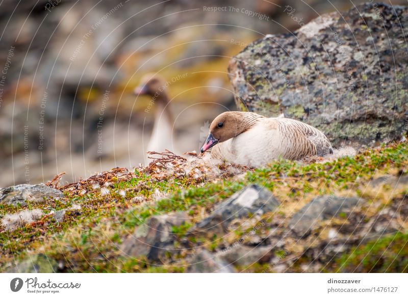 Reibe weiße Gans elegant Sommer Paar Umwelt Natur Landschaft Tier Mantel Vogel wild Reibe weißfrontierte Gans Hausgans Nestbau Arktis Spitzbergen Norwegen