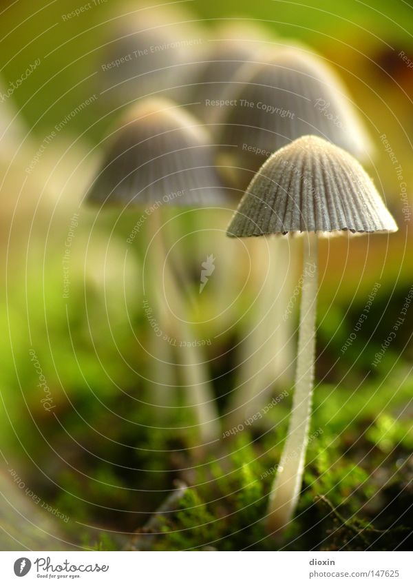 Gesäter Tintling (Coprinus disseminatus) #1 Umwelt Natur Herbst Moos Park klein Pilz Pilzhut Sporen Lamelle Waldboden Ständerpilze Basidiomycetes Hutpilze