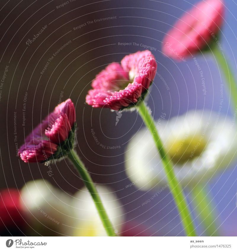 Der Sonne entgegen Glück Gesundheit Wellness Leben harmonisch Sinnesorgane Garten Umwelt Natur Pflanze Frühling Sommer Klima Blume Blüte Gänseblümchen Wiese