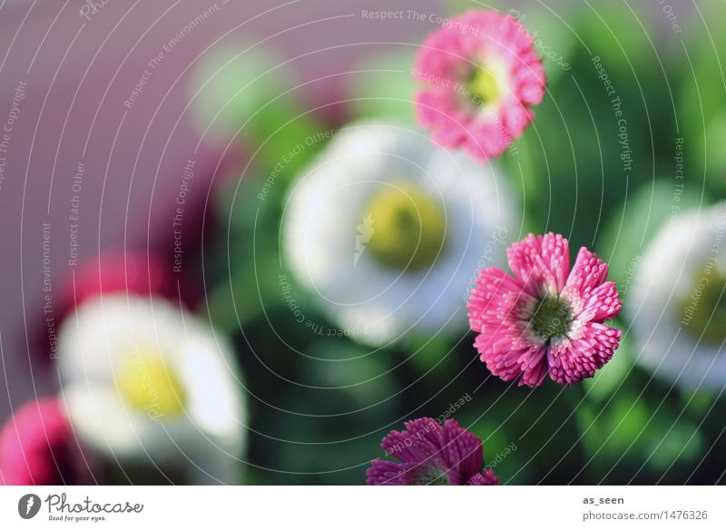 Gänseblümchen Freude Glück Wellness Leben harmonisch Duft Garten Umwelt Natur Pflanze Frühling Sommer Schönes Wetter Blume Blüte Wiese Blühend gelb grün rosa