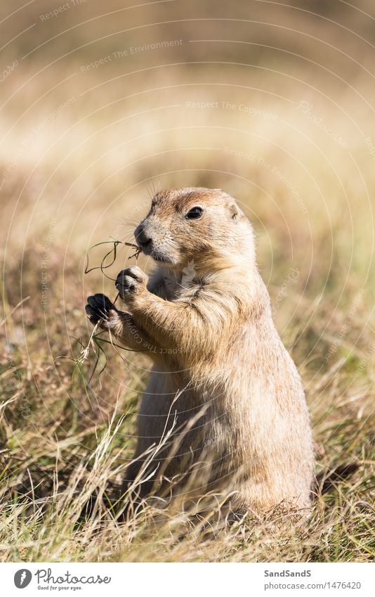 Priariehund Umwelt Natur Tier Wiese Feld Wildtier Tiergesicht 1 schön kuschlig lustig braun amerika Zustände USA vereint Norden Säugetier Präriehund Wyoming