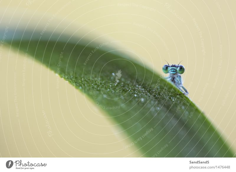 Blauschwanz-Damselfly Natur Tier Garten Park Wildtier Tiergesicht 1 hässlich schön einzigartig natürlich Neugier blau gelb grün Farbfoto mehrfarbig