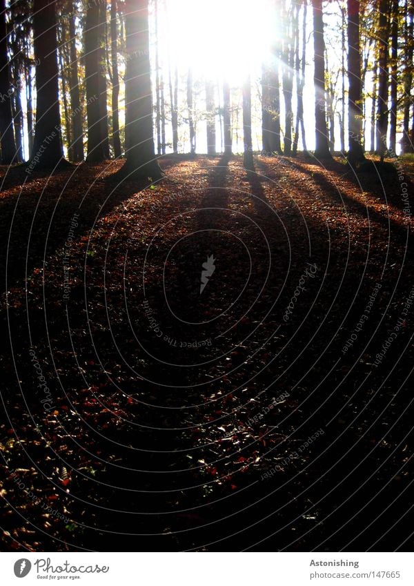 Stripes Sonne Natur Herbst Baum Blatt Wald Streifen braun Gegenteil Baumstamm Laubwald Abenddämmerung Licht Schatten Kontrast Waldboden Herbstlaub