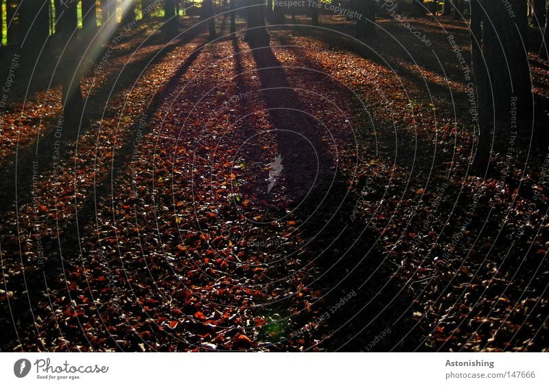 Stripes II Sonne Natur Herbst Baum Blatt Wald Streifen braun Gegenteil Baumstamm Laubwald Abenddämmerung Licht Schatten Kontrast Waldboden Herbstlaub Silhouette