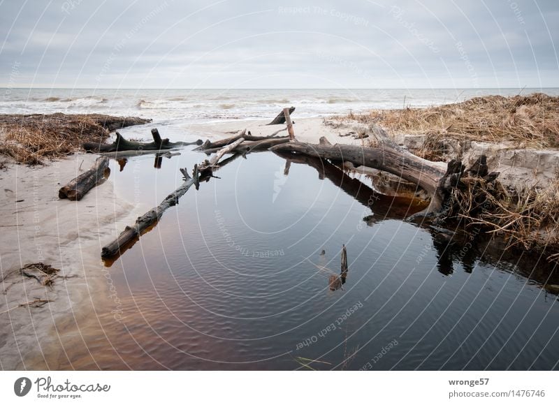 Mündung Natur Erde Sand Wasser Himmel Horizont Winter Küste Bucht Ostsee Bach nass braun grau Bachufer Flußmündung Fischland Fischland-Darß-Zingst Weststrand