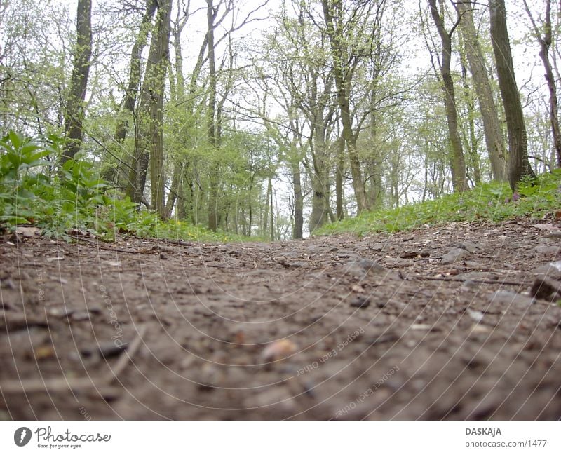 Trampelpfad braun grün Baum Wald Wege & Pfade