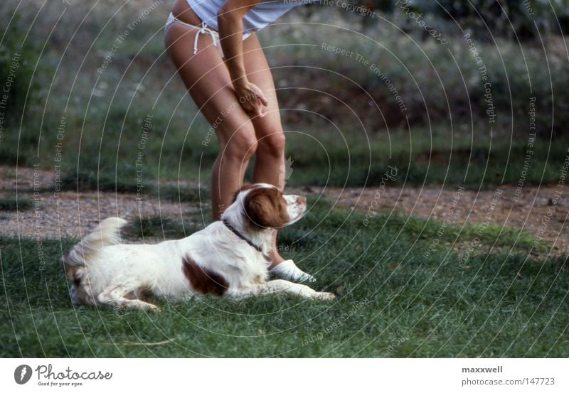 Hundeleben Wiese Wachsamkeit Junge Frau Jagdhund Freude Konzentration Säugetier nackte Beine Epagneul-Breton Jagthund