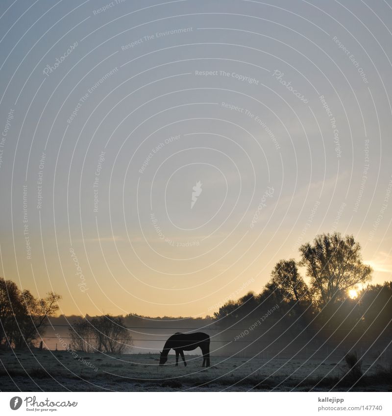 wild, wild brandenburg Pferd schön ästhetisch Anmut Nebel Morgen Sonnenaufgang Wiese Gras Wassertropfen Seil Tier Umwelt Natur harmonisch Nüstern Pferdegebiss