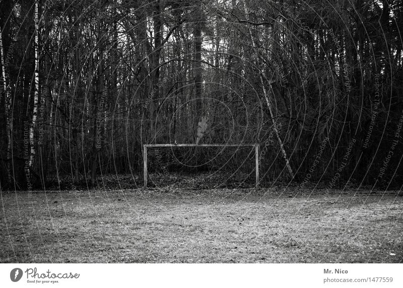 die wahrheit liegt auf dem platz Sport Fitness Sport-Training Ballsport Fußballplatz Umwelt Baum Wiese Wald Einsamkeit Herbst Winter Freizeit & Hobby Fußballtor