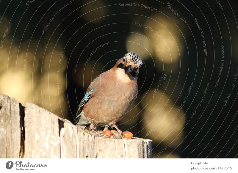 Europäischer Eichelhäher, der die Kamera betrachtet schön Fotokamera Umwelt Natur Tier Park Wald Vogel beobachten wild blau braun schwarz Farbe Garrulus