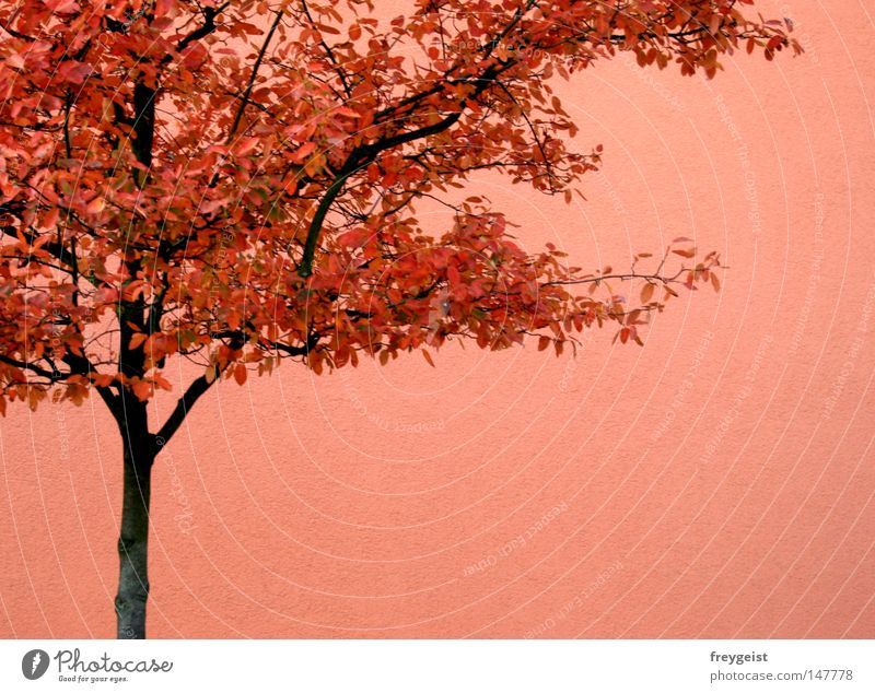 Herbst isochrom Haus Baum Blatt hell orange rosa rot Partnerschaft Monochrom Wand anni k. mehrfarbig