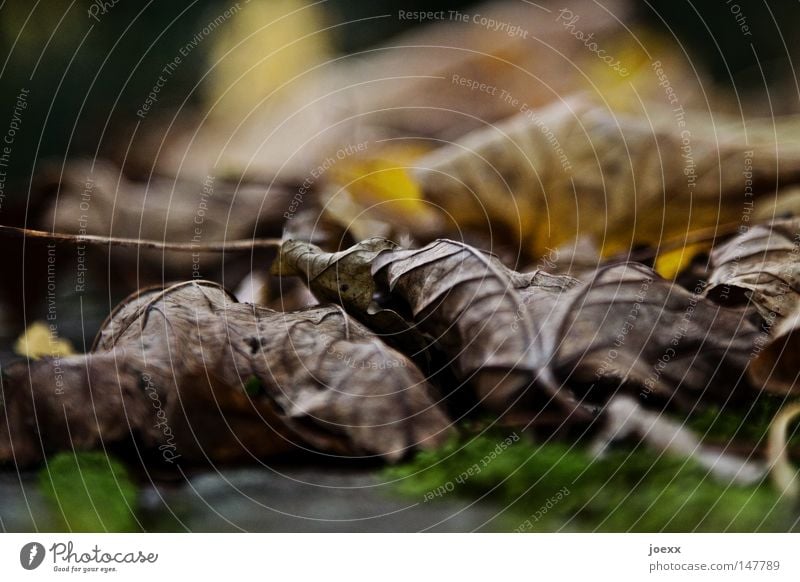 Altkleider Müll Gemälde Blatt Blätterdach blätternd Boden braun bräunlich Dekoration & Verzierung Erde Farbenspiel Froschperspektive grün Herbst Herbstbeginn