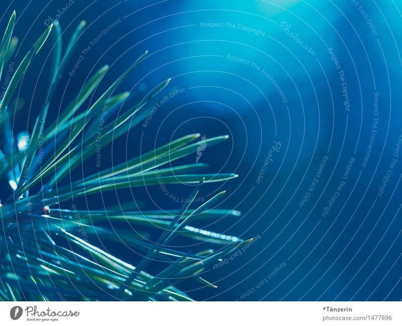 *200* Nadeln Natur Herbst Winter Schönes Wetter Pflanze Baum Fichte Wald ästhetisch nachhaltig natürlich schön blau grün achtsam ruhig Farbfoto Gedeckte Farben