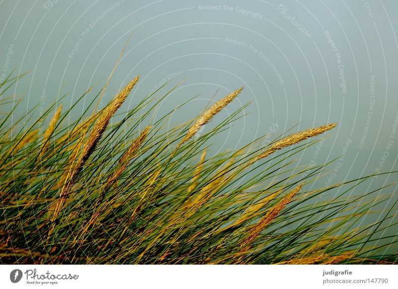 Gras Dünengras Süßgras Küste Himmel Wind Linie Ostsee Stranddüne Wachstum Natur Umwelt grün blau gelb Farbe strandhafer sandrohr sandhalm rispe küstenschutz