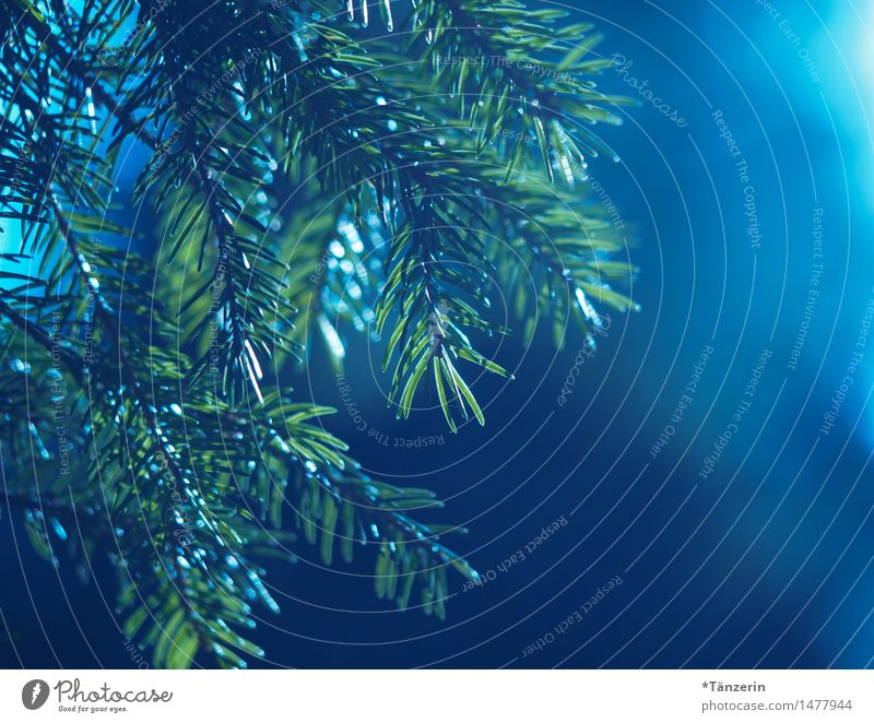 Waldblick Natur Pflanze Frühling Sommer Herbst Baum Wildpflanze Tannenzweig ästhetisch natürlich positiv schön stachelig blau grün ruhig Farbfoto