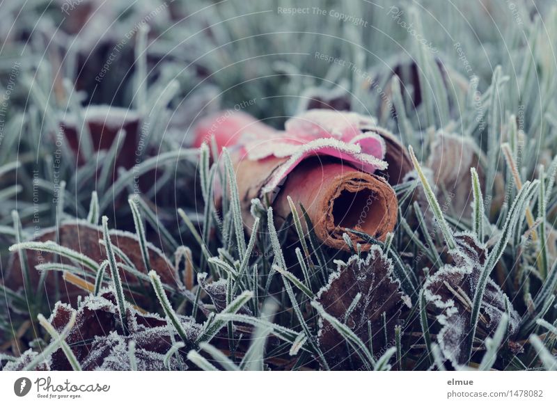 ausgeböllert Freude Winter Eis Frost Wiese Feuerwerk Geisterverjagen Silvester u. Neujahr Tradition trist grün rosa Fröhlichkeit Optimismus Reinlichkeit