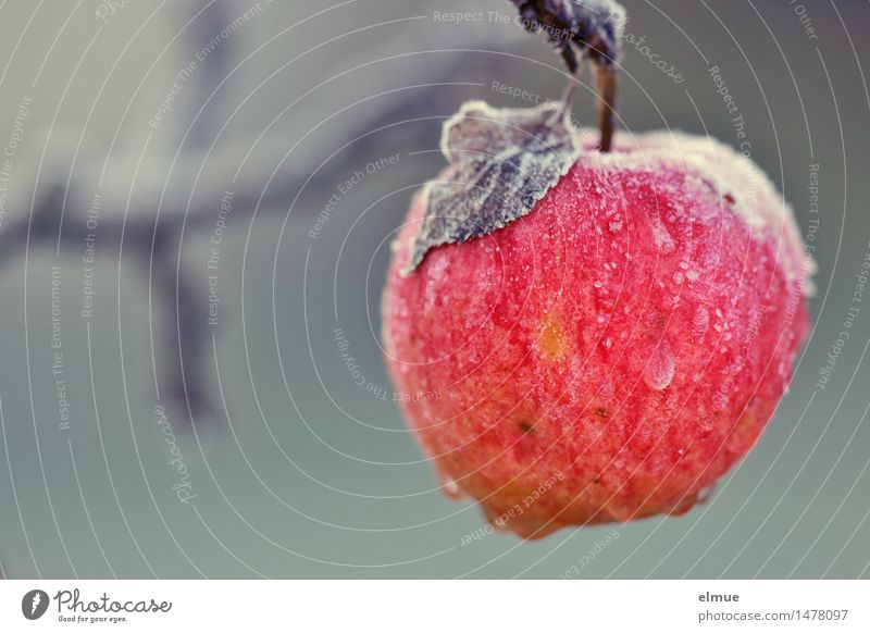 Apfel der Erkenntnis Winter Eis Frost Apfelbaum Paradies Dornröschen hängen Erotik nass natürlich rund saftig feminin Vorfreude Kraft Willensstärke träumen