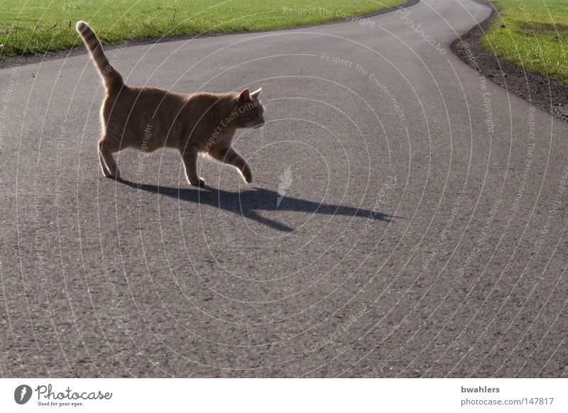 Kater kreuzt meinen Weg Katze Gegenlicht Straße grau gehen Wiese Landschaftsformen Hauskatze Schatten Abend Abendsonne Spaziergang Abenddämmerung ruhig leer