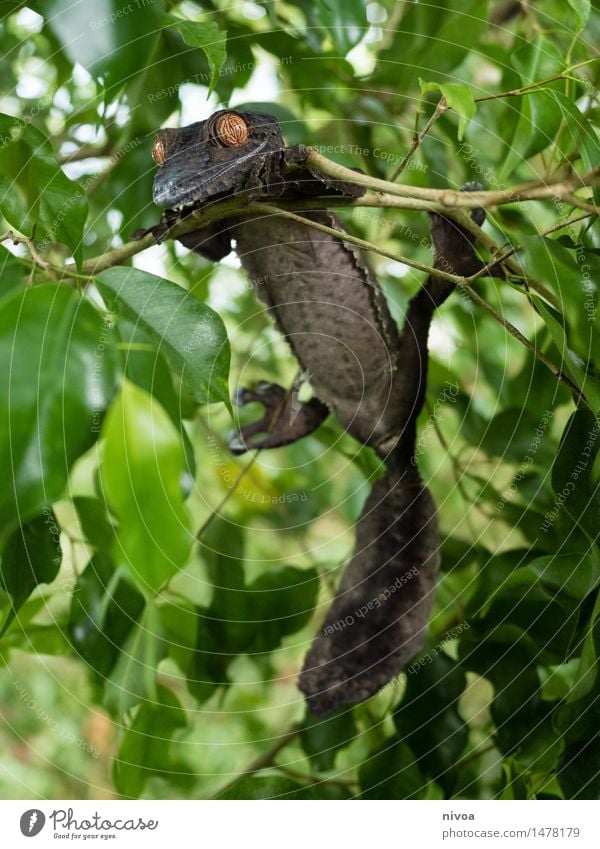 plattschwanzgecko Zoo Umwelt Natur Landschaft Pflanze Tier Klima Blume Urwald Wildtier Tiergesicht Schuppen Reptil Gecko 1 Bewegung genießen hängen