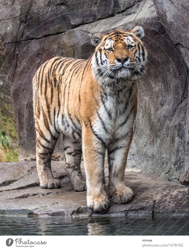 el tigre Tourismus Ausflug Abenteuer Zoo Natur Pflanze Tier Felsen Flussufer Teich See Bach Wildtier Fell Krallen Pfote 1 Stein Wasser beobachten entdecken