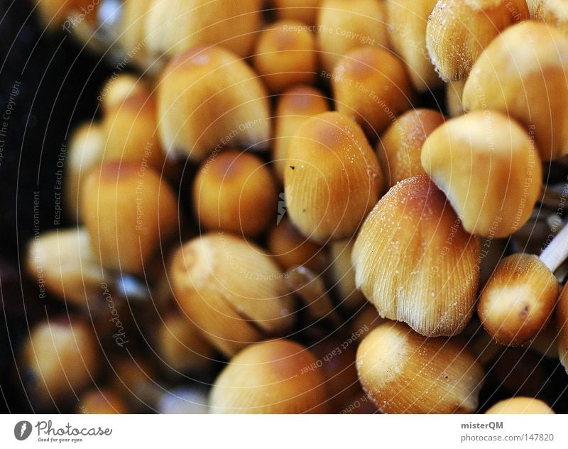 Getarnte Trüffel - Herbsttag Pilz Waldboden wandern Ausflug Kurzurlaub nass Makroaufnahme essbar Gift Giftpflanze Lebensraum Perspektive mehrere klein winzig