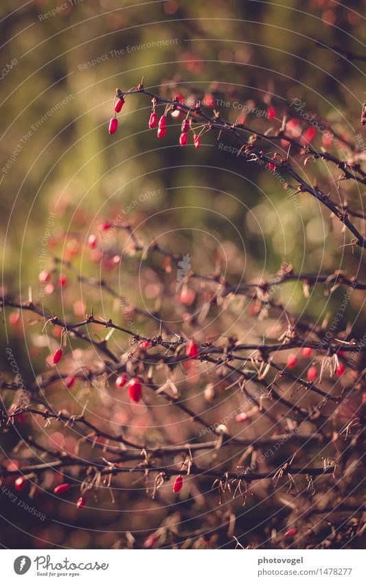 Dornenbusch Natur Pflanze Sträucher Berberitze Garten alt natürlich braun grün rot standhaft stachelig Farbfoto Außenaufnahme Nahaufnahme Menschenleer Tag