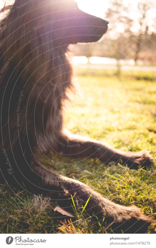 Lichtzauber Natur Sonnenlicht Schönes Wetter Gras Garten Wiese Tier Haustier Hund 1 genießen träumen Glück gelb grün schwarz Zufriedenheit friedlich Vorsicht