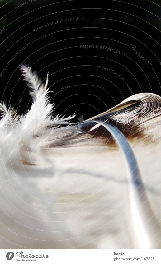 leicht wie eine Feder Vogel schreiben Schriftzeichen Schriftstück Mittelalter Leichtigkeit Flaum weich Frieden sanft fliegen gleiten Luft Höhe Geier Greifvogel