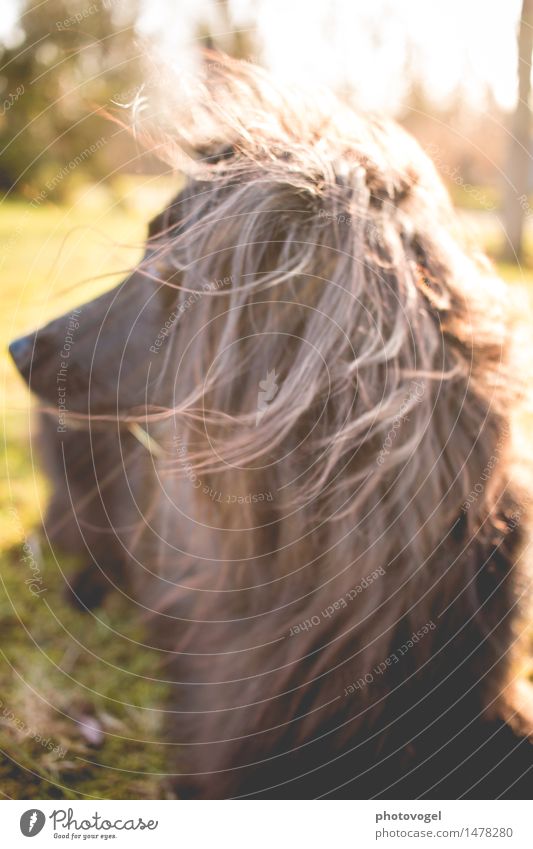 Zerzaust Natur Sonnenlicht Schönes Wetter Gras Wiese Tier Haustier Hund 1 beobachten Neugier braun grün schwarz Stimmung Zufriedenheit Willensstärke Mut