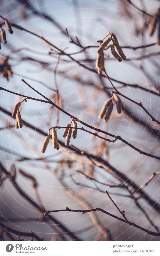 Hasel-Strauch Umwelt Pflanze Herbst Sträucher Blüte Haselnuss Garten authentisch natürlich trist trocken blau braun Stimmung Traurigkeit Unlust Farbfoto