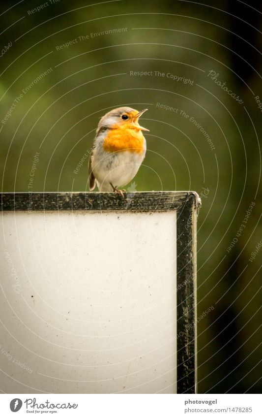 Aus voller Brust Tier Wildtier Vogel Rotkehlchen 1 frei Glück Unendlichkeit grün rot weiß Stimmung Freude Frühlingsgefühle Leben Lebensfreude Leichtigkeit