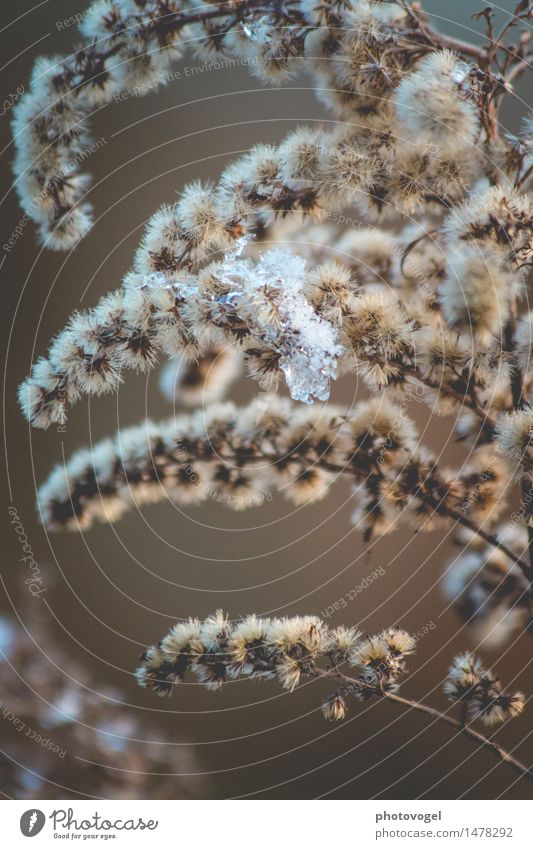 Ein Hauch von Eis II Umwelt Natur Pflanze Winter Schnee Blume Sträucher Blüte Wildpflanze Wiese authentisch natürlich braun weiß Tapferkeit selbstbewußt