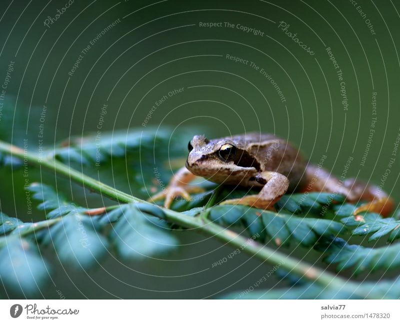 Den Überblick behalten Umwelt Natur Pflanze Tier Farn Blatt Grünpflanze Wald Wildtier Frosch Grasfrosch Lurch 1 beobachten sitzen warten braun grün Gelassenheit