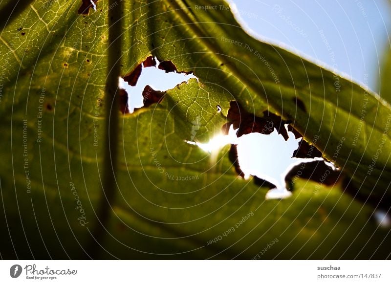 lochfraß Blatt grün Sommer Licht Durchbruch kaputt Gefäße glänzend Sonne Vergänglichkeit Makroaufnahme Nahaufnahme Loch leck Riss Natur hindurchscheinen