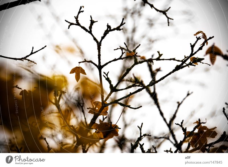 the end Herbst Ende Blatt Baum gelb Ast Vergangenheit Vergänglichkeit vergangen