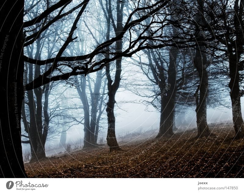 Unheimlich nebelig Angst Ast Baum Baumstamm Blatt Boden dunkel Einsamkeit Ferne gruselig Herbst Herbstfärbung Herbstgefühle herbstlich Herbstwetter kalt karg