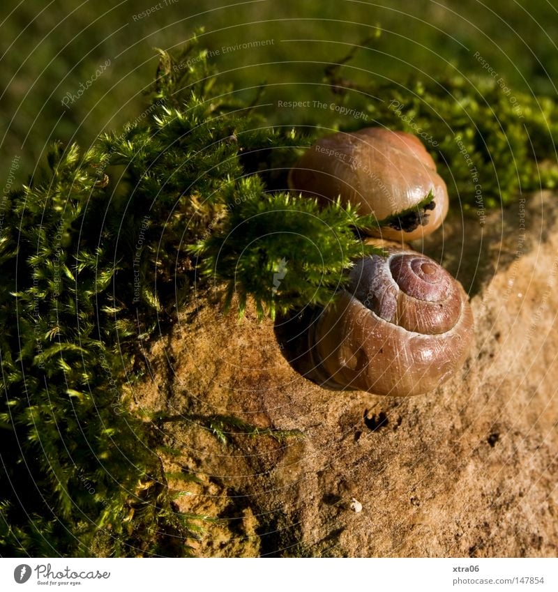 sonnen zu zweit Schnecke Schneckenhaus Wiese Tier moss Stein verkriechen in der sonnen